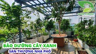 Bảo dưỡng vườn cây ăn trái trên sân thượng nhà phố XANH - SẠCH - ĐẸP