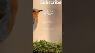 Quran Urdu translation #allah #quran #payer #islam  #dua#shorts