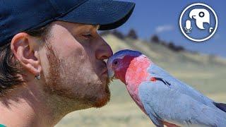 Projecting Your Emotions on Your Parrot | Parrot Training Podcast Ep.2