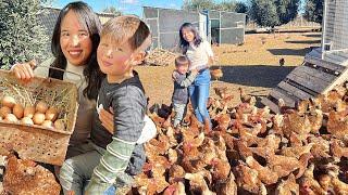 Harvesting Eggs Marielasin Pinay buhay sa  Australia