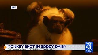 UPDATE: Monkey shot by Soddy-Daisy woman after attacking her; animal later euthanized