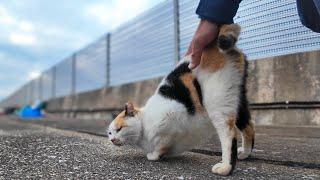 漁港のハートマークの三毛猫ちゃんは腰トントンが好き