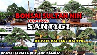 KUMPULAN BONSAI SANTIGI JUARA DAN TERBAIK || PAMNAS SURABAYA 2021