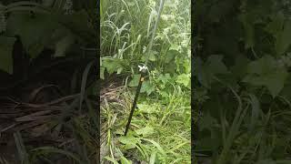Зверёк пришёл на рыбалку