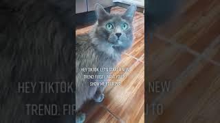 All Hail, The Lord of 'Cinder' | Tiktok Pet Video