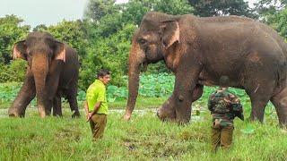 Elephant Receives Life-Saving Treatment for Tumor, Thanks to Vet Heroes