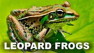 Southern Leopard Frogs - Relaxing Ambient Nature Sounds - White Noise for Deep Sleep or Meditation