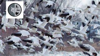 Snow Geese migration