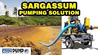 Pumping solution for Sargassum removal