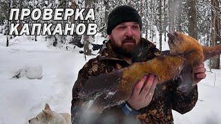 Капканы на соболя. Обкатка СТЕЛС МОРОЗ