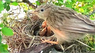 Common babbler clearing bugs from nest || Bird Plus Nature