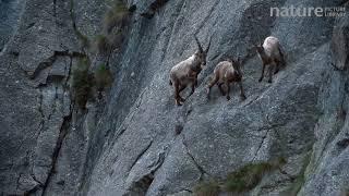 Alpine ibex climbing up a steep mountain rock face, one pushes another one away