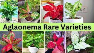 Beautiful Aglaonema Varieties | Aglaonema Top Rare Varieties |Chinese evergreen verities  #aglaonema