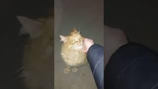 #Кусь#