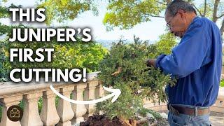 How to Cut a Yamadori Juniper (Branch-by-Branch) Into a Bonsai in 15 Minutes!