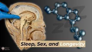 Sleep, Sex, & Longevity: The Power of Melatonin