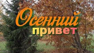 Осенний привет.Прощание с осенью.Красивая песня для друзей.Мне грустно...скоро зима..