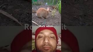 Rabbit #shorts #trending #youtubeshorts #viralvideo #subscribe #shortvideo #shortsfeed #yt shorts