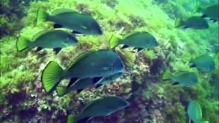 Bautismo de buceo Avimur