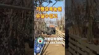 가평묘목농원여러수종의유실수입고되었으니 귀경오세요