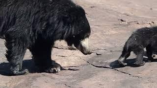 Bear family at Daroji Sloth Bear Sanctuary