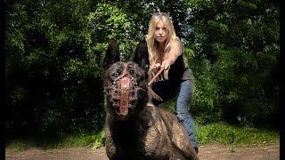 DANGEROUS & PROTECTIVE? THE DUTCH SHEPHERD