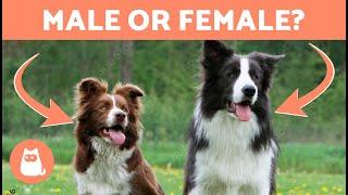 Differences Between MALE and FEMALE BORDER COLLIE  Which One to Adopt?
