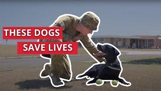 Our Military Working Dogs