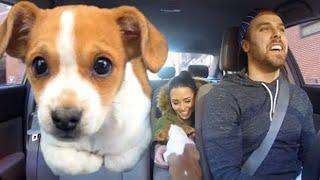 Surprising Uber Riders with a Puppy
