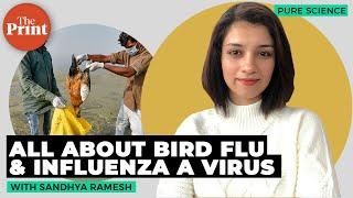 All about bird flu and Influenza A virus