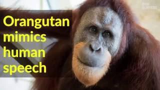 Orangutan "speaks" by mimicking