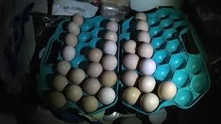 Как собирать яйца под наседку или инкубатор