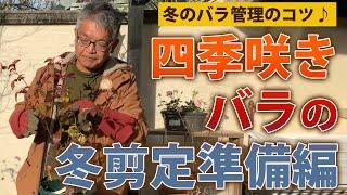 【バラの育て方】冬のバラ管理のコツ四季咲きバラの冬剪定～準備編（2021年1月15日）