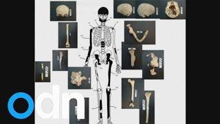 Ancient skeletons found in Amphipolis archaeological tomb