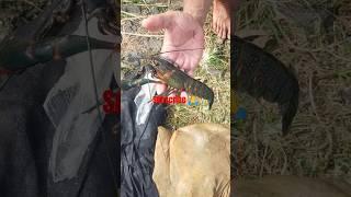 mancing ikan dapat udang besarr#mancing #fhising #nilababon