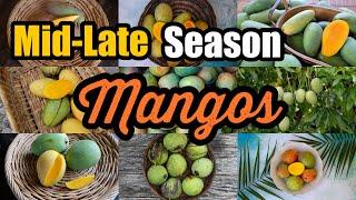 Mid-Late Season Mangos with Har & Chris