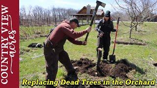 Removing Dead Fruit trees in our orchard.  Planting, Supporting and Protecting Young Fruit Trees.