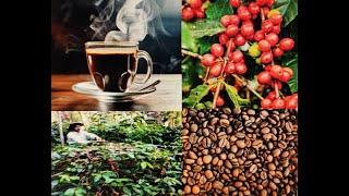 Superb Video on ICONIC COFFEE, Favorite Beverage HD