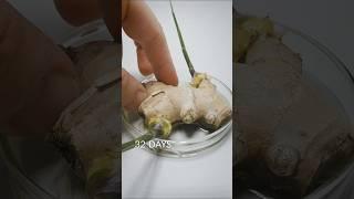 Ginger Root time-lapse