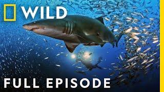 United Sharks of America (Full Episode) | Nat Geo Wild