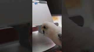 Warning! Beak test! Beak test! 