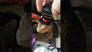 REPTILE HALLOWEEN COSTUMES | ITS SO MUCH WORK! LIZARD WARDROBE 4K #shorts