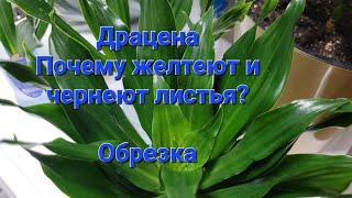 Драцена. Часть 1. Пожелтение и почернение листьев. Обрезка. Размножение.