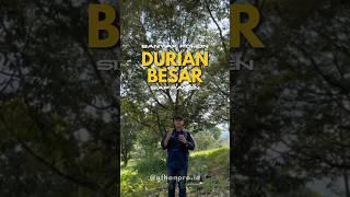 Pohon Durian Besar Siap Panen di Nuansa Alam Golden View #goldenviewbogor #afhanpro