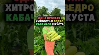 Ведро кабачков с куста #секреты #дача #огород #сад #кабачки
