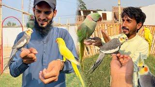 Hand Tame Cockatiel Parrot Ly Aiye 