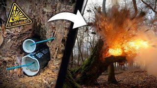 Detonating dry trees with firecrackers! (EXPERIMENT)  