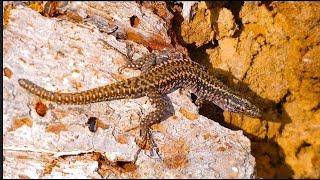 Podarcis erhardii   İstanbul lizard   by  THeo