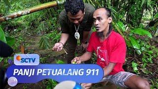 Warnanya Hijau Menyala, Ternyata Ular Viper Hijau Ini Berbisa Tinggi | Panji Petualang 911