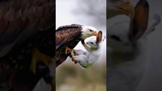 Eagle attack on Markhor#shortsviral#shortvideo#shortfeed#shorts#foryourpage#foryoupageofficiall#fyp